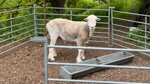A fluffy sheep in between metal fences looks up as it stands by a water trough