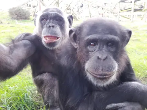 MonkeyWorld Two chimpanzees look towards the camera. They almost appear to be smiling for the picture. 