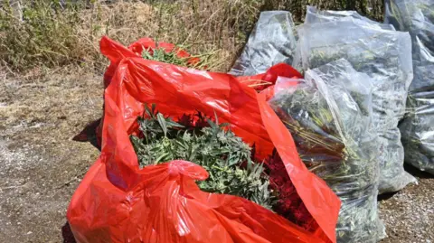 Wiltshire Police Cannabis plants sit in red and transparent evidence bags