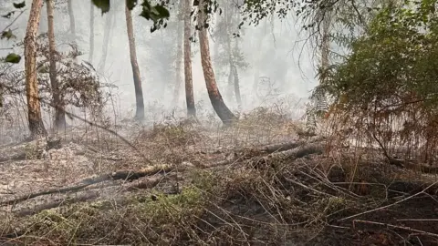 Cambridgeshire Fire and Rescue Service The aftermath of a fire in a nature reserve. It is in a wooded area where smoke is filling the air.
