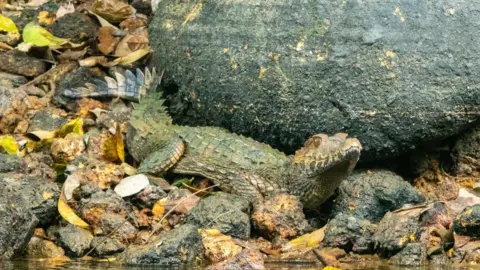 Jacob Hudson Caiman on river bank by a rock, surrounded by leaver and close to the water