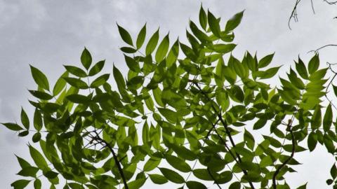 A picture of green ash leaves, taken from below against a pale grey sky. 