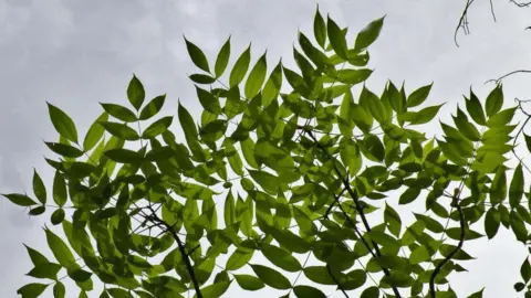 A picture of green ash leaves, taken from below against a pale grey sky. 