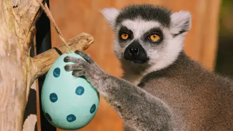 An endangered ring-tailed lemur inspects a handcrafted nest, woven together using dried grapevines, twine, and rope searching for an Easter treat, at London Zoo. It has a white furry face with black eyes, head and nose. It has a greyish-red body.
