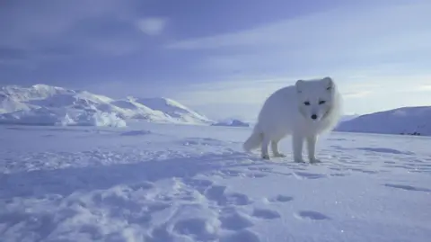 Getty Images - Doug Allan Arctic fox with white winter fur standing on a snowy tundra, with distant snow-covered mountains under a pale blue sky.