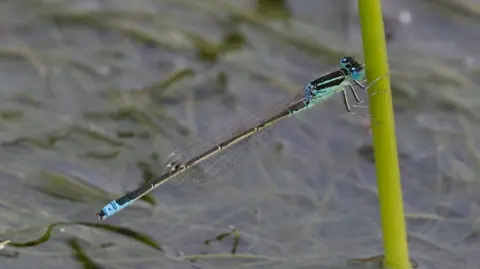 Alan Martin A damselfly with a blue and black body clings to a green stem. It has a long black tail with a blue tip.