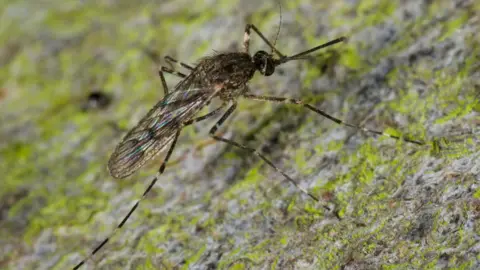 Culiseta annulata, otherwise known as banded mosquitoes, is a large six-legged insect. It is brown with yellow tinges. 