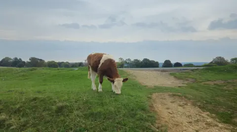 A brown and white cow grazes in a green field, with a small road running past it. Trees can be seen in the background. 