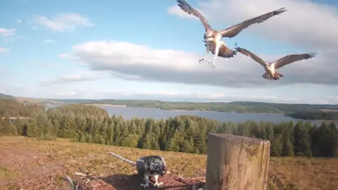 Visit Kielder A webcam photo of two large ospreys ready to land in one of the nests, which has another osprey in it. The birds flying have their wings outstretched and their talons out. The scene behind them shows a grassy expanse of land followed by a line of trees and the lake behind it.