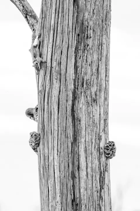 Allegra Hutton A black-and-white photograph shows a tall, vertically ridged tree trunk against a bright white background. The front paws of a young leopard can be seen clinging to the trunk, along with a small portion of the top of its head. The rest of its body is obscured by the trunk. Near the top of the trunk, a squirrel is visible in full, facing downwards.