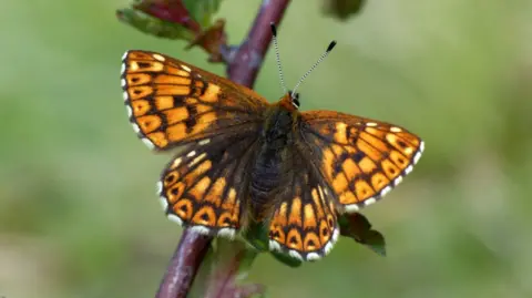 National Trust / Matthew Oates A close-up of a butterfly with yellow, orange and black markings on its open wings.