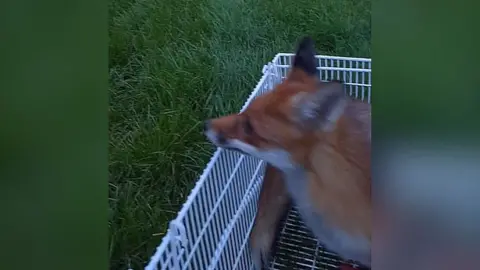 A fox looking out of a white crate
