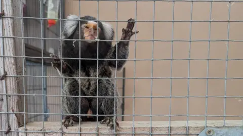A marmoset was seen clinging to the mesh walls. 