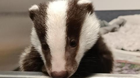 Image of Martha the rescued badger