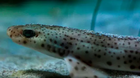 Bristol Aquarium Baby Lesser Spotted Cat Shark resting on the aquarium floor