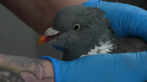 A close-up of a pigeon's head - the bird is being held in the hands of a volunteer who is wearing blue latex gloves.