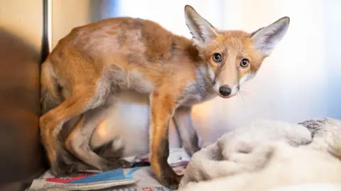 A fox cub is looking at the camera. He has very large ears and amber-coloured eyes. His ginger and white fur is matted in places. He is standing in some sort of pen and there is newspaper and a towel on the floor