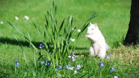 Neil Barton An albino squirrel sitting in a garden, looking at flowers.