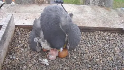Worcester Cathedral Peregrine falcon