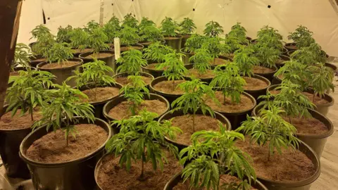Northumbria Police Rows of young cannabis plants, which have each been placed in their own large pot. The walls and floor of the room they are in is covered in white sheeting.