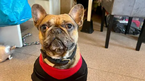 A French bulldog with a black collar and black jumper with red trim is sitting on a laminated kitchen floor. Behind him is a white door, blue carrier bag, chew toys and a silver chair.