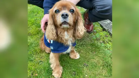 A small, light brown Cavalier King Charles Spaniel is sat on the grass looking up at the camera. She is wearing a blue coat which reads 'OK9' and is being stroked by a man who is crouched on the grass.