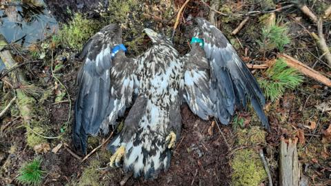 Rare white-tailed eagle found dead