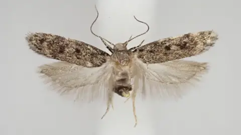 Small brown moth Gelechia scotinella it is a dark chocolate-brown moth with tiny silvery spots along its forewings 