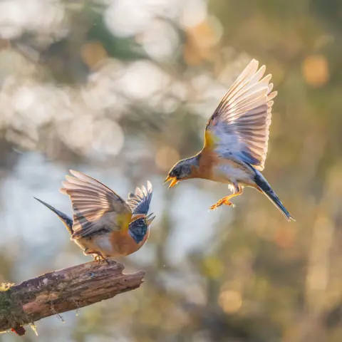 Andrew Fusek Peters Two brambling birds are pictured with their claws out mid-air in a fight over food
