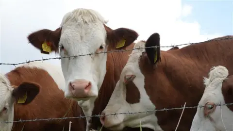 Brown and white cattle stand in a field behind a barbed wire fence. One of the cattle looks at the camera. It has a yellow tag in each ear. 