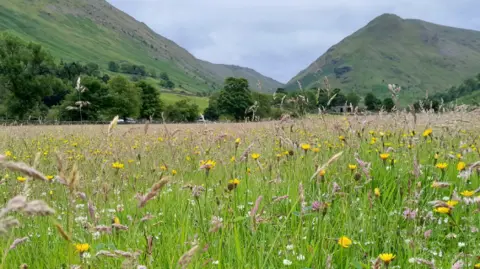 LDNPA A field is lush with yellow, pink and white wildflowers. There are fells in the background.