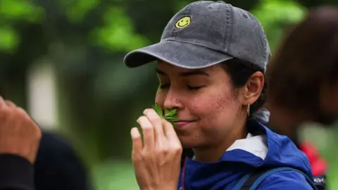 Getty Images A woman in a blue raincoat and grey baseball cap smells the leaves of a sweet woodruff plant