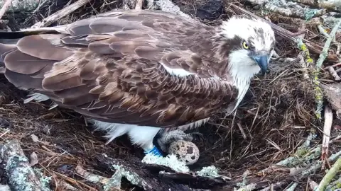 An osprey sitting in a large nest with a speckled egg between its feet. It's right leg has a blue ring bearing the number CJ7.