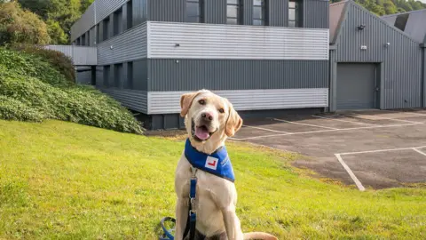 A golden labrador dog in a training harness sits on grass in the sunshine, buildings in the background