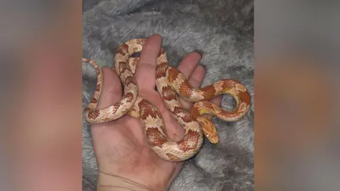 Jay Scott Young brown Amel corn snake in woman's hand resting on a plush grey blanket.