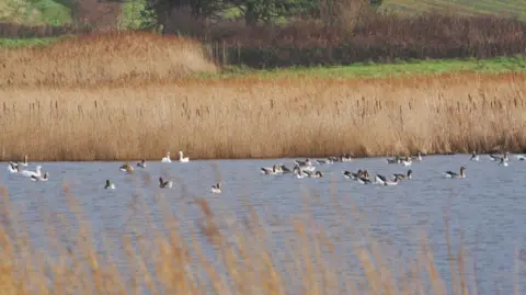 A large expanse of water with ducks floating on top of the water. Dry light brown bushes behind.