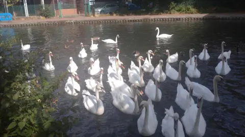 pinkcatrace About 30 swans on a waterway heading towards the camera - there are trees and a building in the background on what looks to be a sunny day in Newbury