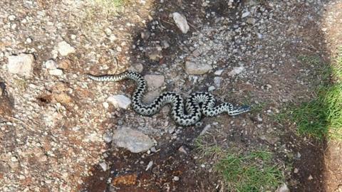 An adder in Kit Hill, Cornwall