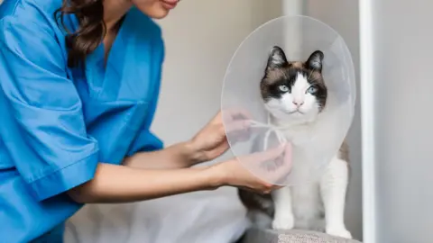 Getty Images A stock image shows a female vet, wearing blue scrubs, whose face is not in shot, tying a bow around the neck of a cat which is sitting on a raised surface and wearing a neck cone