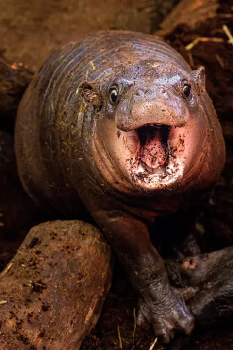 Sami Kelly Grey baby pygmy hippo, with mouth open and wide-eyed, looking at camera.