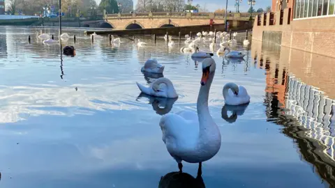 A flock of swans on flood water covering a riverside road. One of the swans is nearby, looking towards the camera. A stone bridge over the river is in the distance. 