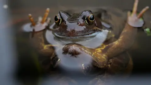 Samuel Norris La tête d'une grenouille émerge de l'eau, ses bras tendus et ses coussinets sortant de l'eau en signe de paix des deux côtés. Son reflet peut être vu vers le haut, hors de l'eau. 