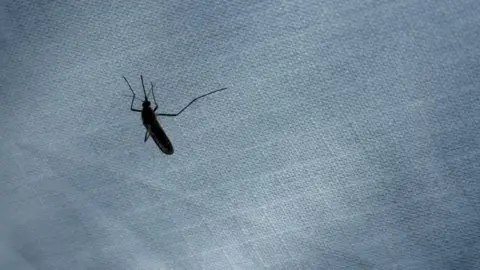A black mosquito is silhouetted against a grey tent. 