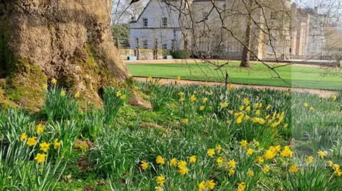 At Mottisfont daffodils in bloom under trees with the house seen in the background.