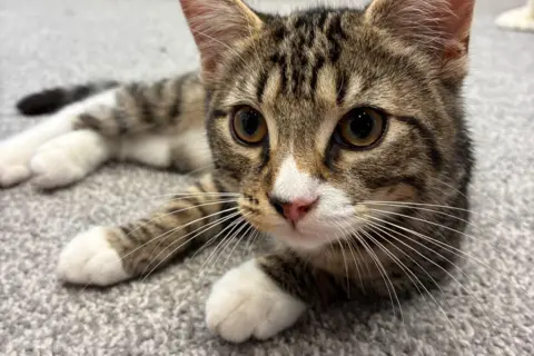 Cats Protection a tabby cat with white paws lying on a light grey carpet. The cat has a striped coat with shades of brown, black, and grey, and its ears are upright and prominent. 