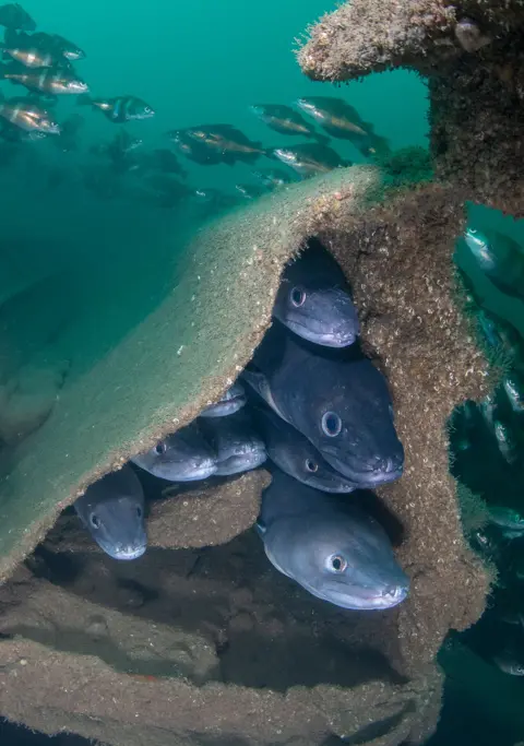 Kirsty Andrews/UPY2026 A group of conger eels swim through the wreck of old dredging machinery as some fish swim in the backgorund