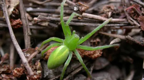 Graeme Lyons A bright green spider, the colour of a granny smith apple. It is crawling over brown twigs and leaves.