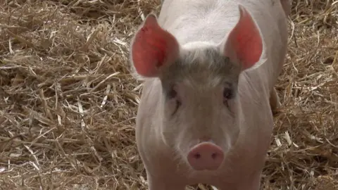 A small pink pig standing in hay looking at the camera