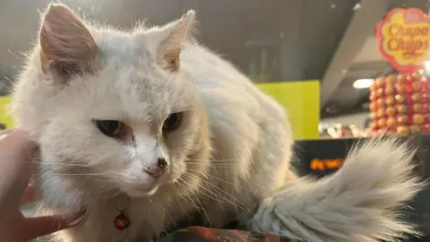 Pixie the Applegreen Garage Cat Pixie the white cat, being tickled under her chin, with a hand on her, with sweets behind her. 