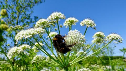 A bee clinging to a white umbellifer flower head with bright blue sky behind